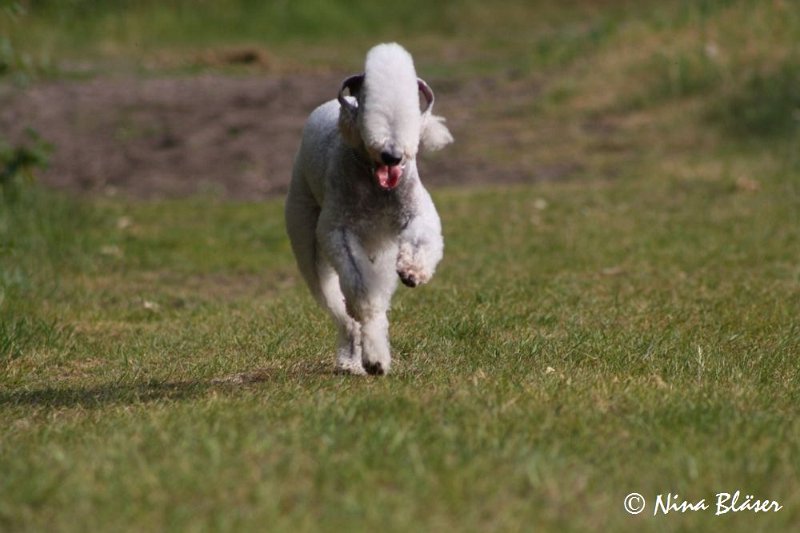 Airis Blue Volshebny Svet 2009-06-08 (13).JPG